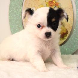 Opal - Black and white female Chihuahua puppy in Clinton, Missouri from RockyTop Hearts