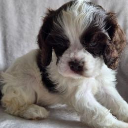 Yellow - Liver and white male Shih Tzu puppy in Jenks, Oklahoma from Northstar Shih Tzu