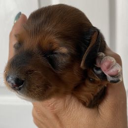Dachshund Puppies from M5 Dachshunds