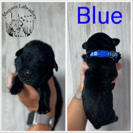 Blue - Black male Labrador Retriever puppy in Ste. Genevieve, Missouri from Megans Labradors