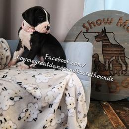 Pink collar - Mantle female Great Dane puppy in Alton, Illinois from Show Me Great Danes and Basset Hounds