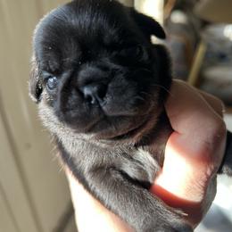 Black female - Black female Pug puppy in Norborne, Missouri from Pug Palace