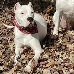 Cane Corso and Dogo Argentinos from Bella Vista Kennels
