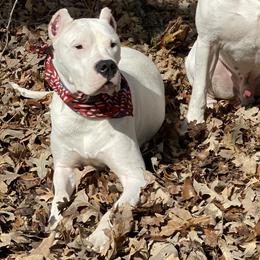 Cane Corso and Dogo Argentinos from Bella Vista Kennels