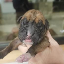 Boy 5 - Fawn male Boxer puppy in Ennis, Montana from Vintage Boxers