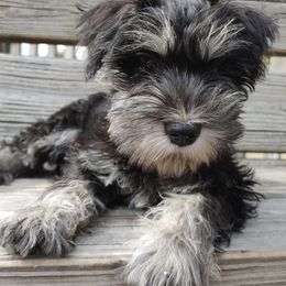 Miniature Schnauzers from Haven Hill Schnauzers