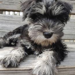 Miniature Schnauzers from Haven Hill Schnauzers