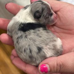 Armani - Black parti male Pomeranian puppy in Illinois from Maribel Poms