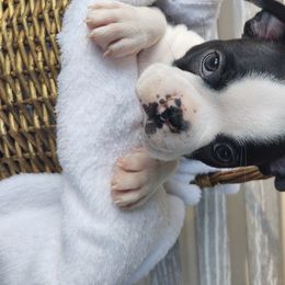 Boston Terrier Puppies from Dixieland Bostons