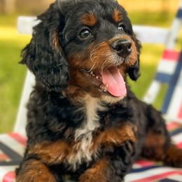 Micah - Phantom male Bernedoodle puppy in Pledger, Texas from Sugarbear Cockapoos