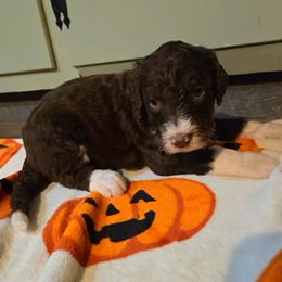 Cedar - Brown and white male Bernedoodle puppy in Mckenzie, Tennessee from Small Town Doodles & Poodles