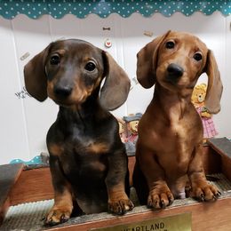 Dachshund All Grown Up from Heartland Dachshunds of So IL