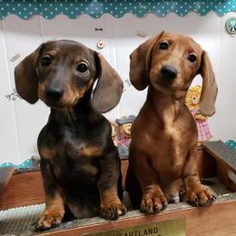 Dachshund All Grown Up from Heartland Dachshunds of So IL