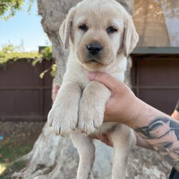Purple Collar Female - Yellow female Labrador Retriever puppy in Modesto, California from O’Brien Labrador Retrievers