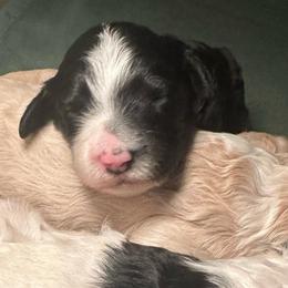 White and Black Sister with Mittens - Black and white female Sheepadoodle puppy in Cambridge, Ohio from Sweet Creek Pups