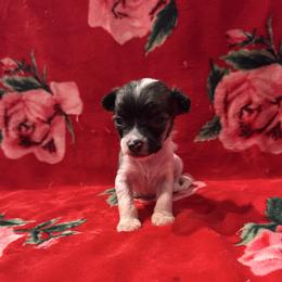 TopBrass' First Thingz First ' Denver' - Slate male Chinese Crested puppy in Auburn, Kansas from TopBrass Kennels