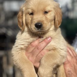 Brown Collar Male - Golden male Golden Retriever puppy in Yucaipa, California from Blessed Goldens