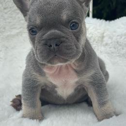 Charlotte - Tricolors female French Bulldog puppy in Ronks, Pennsylvania from Bleu Rock French Bulldogs