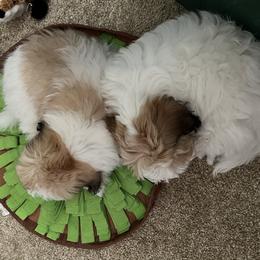 Coton de Tulear Puppies from Aloha Cotons