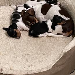 Dachshund Puppies from Hursh’s Hounds