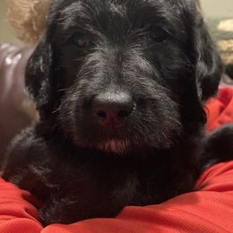 Labradoodle Puppies from Dog Paw Doodles