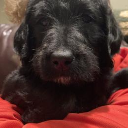 Labradoodle Puppies from Dog Paw Doodles