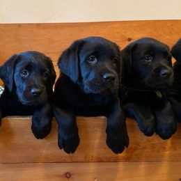 Labrador Retrievers from Wading Waters Labradors