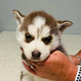 Akira - Red and white female Siberian Husky puppy in Thomasville, Georgia from Southern Blues Siberian Huskies