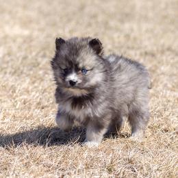 Pomsky Puppies from New World Pomskies