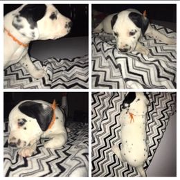 Orange - White and black male Dalmatian puppy in Houston, Texas from Dogs R Us
