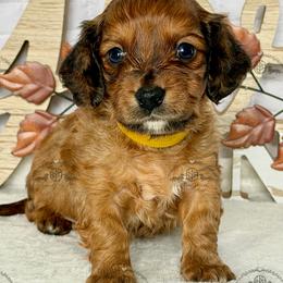 Miss. Yellow-2800 - Red female Dachshund puppy in Ocala/Gainesville, Florida from From the Heart Doxies