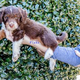 Flake - Red tri-color male Aussiedoodle puppy in Kennesaw, Georgia from Distinctive Doodle