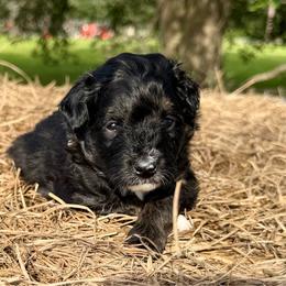 Grey collar toy - Black tri-color male Aussiedoodle puppy in 32046, Florida from River Hill Ranch