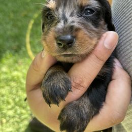 Dachshund Puppies from Torres Dachshunds