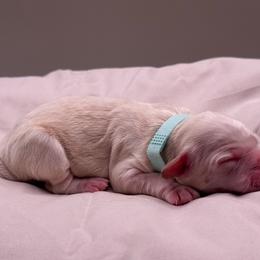 Lavender - Buff female Cockapoo puppy in Claremont, North Carolina from Magnolia Grove Farms