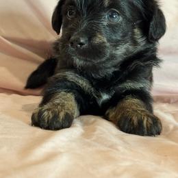 Kitten - Black and tan female Corgipoo puppy in Longmont, Colorado from Colorado Miniature Bernedoodle Puppies