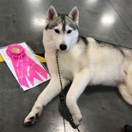 Hope - Siberian Husky
