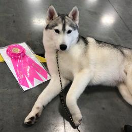 Hope - Siberian Husky