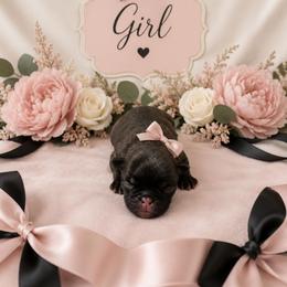 Brindle Girl - Brindle female Pug puppy in Tulsa, Oklahoma from Locust Creek Pugs & Japanese Chin's