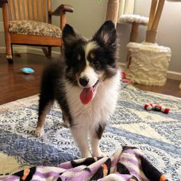 Stella - Girl - female Shetland Sheepdog puppy in Frazeysburg, Ohio from Mountain High Kennels