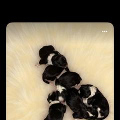 Australian Mountain Doodle puppies from Donciedoodlesohio.com