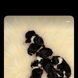 Australian Mountain Doodle puppies from Donciedoodlesohio.com
