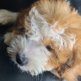 Aussiedoodle Puppies from Southern Charm Farms