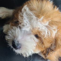 Aussiedoodle Puppies from Southern Charm Farms
