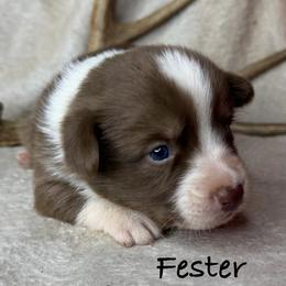 Fester - Liver and white male American Corgi puppy in Grants Pass, Oregon from KnR Antler Dogs ~ Labrador Retrievers & Corgis