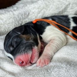 Joy (Orange Band) - Tri-color male Labradoodle puppy in Plainfield, New Jersey from Caris Paws Poodles and Labradoodles