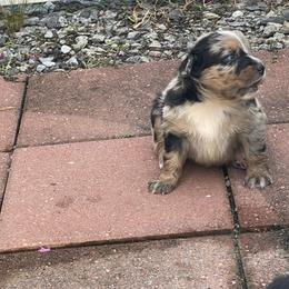 Speckles - Blue merle female Australian Shepherd puppy in Hopewell, Virginia from Sarah Estes