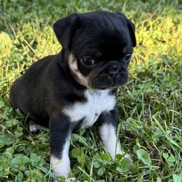 Athena - Black female Pug puppy in Branchburg, New Jersey from Pug Envy