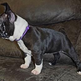 Girl 2 - Black brindle and white female Boston Terrier puppy in Harrodsburg, Kentucky from Joey's Boston Terriers