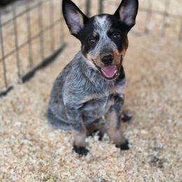 Australian Cattle Dog and Border Collie Puppies from 3R Ranch / Australian cattle dogs